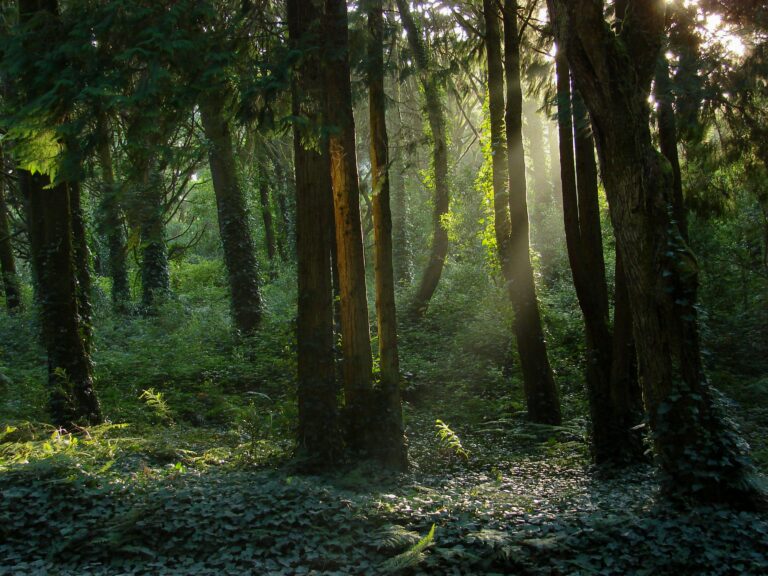 Sous bois verdoyant.